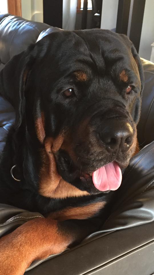 Rottweiler resting on the couch