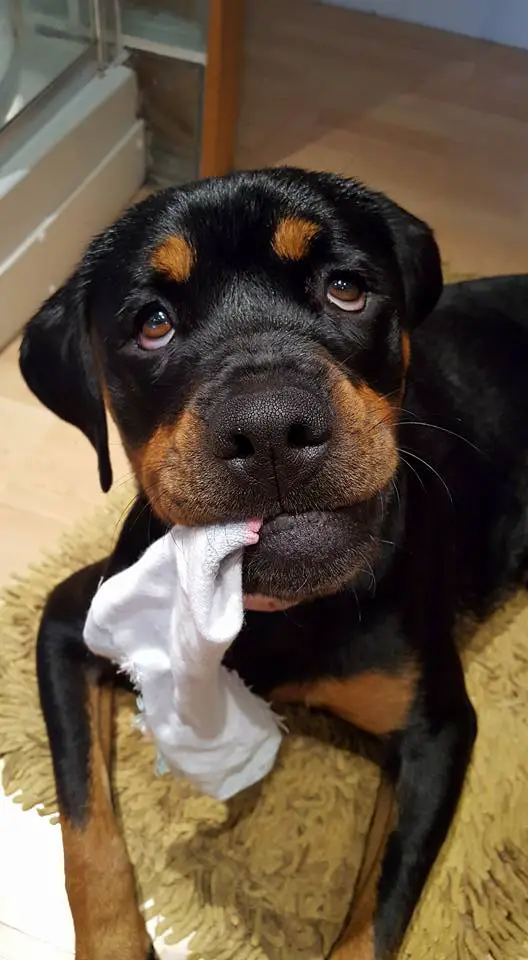 Rottweiler lying down on the carpet with a sock in its mouth