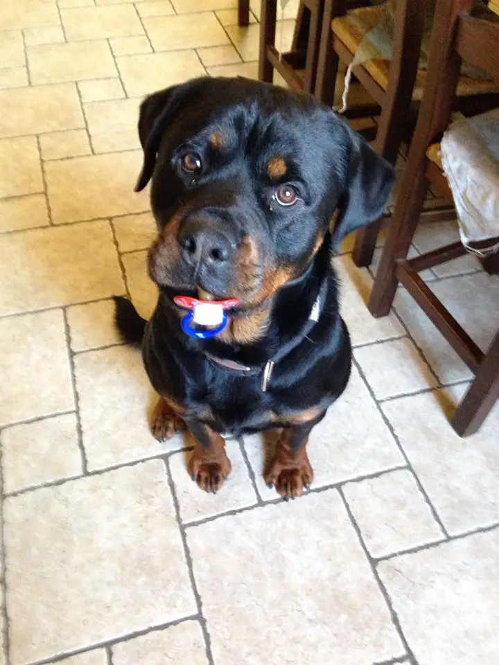 Rottweiler sitting on the floor while looking up with a pacifier in its mouth
