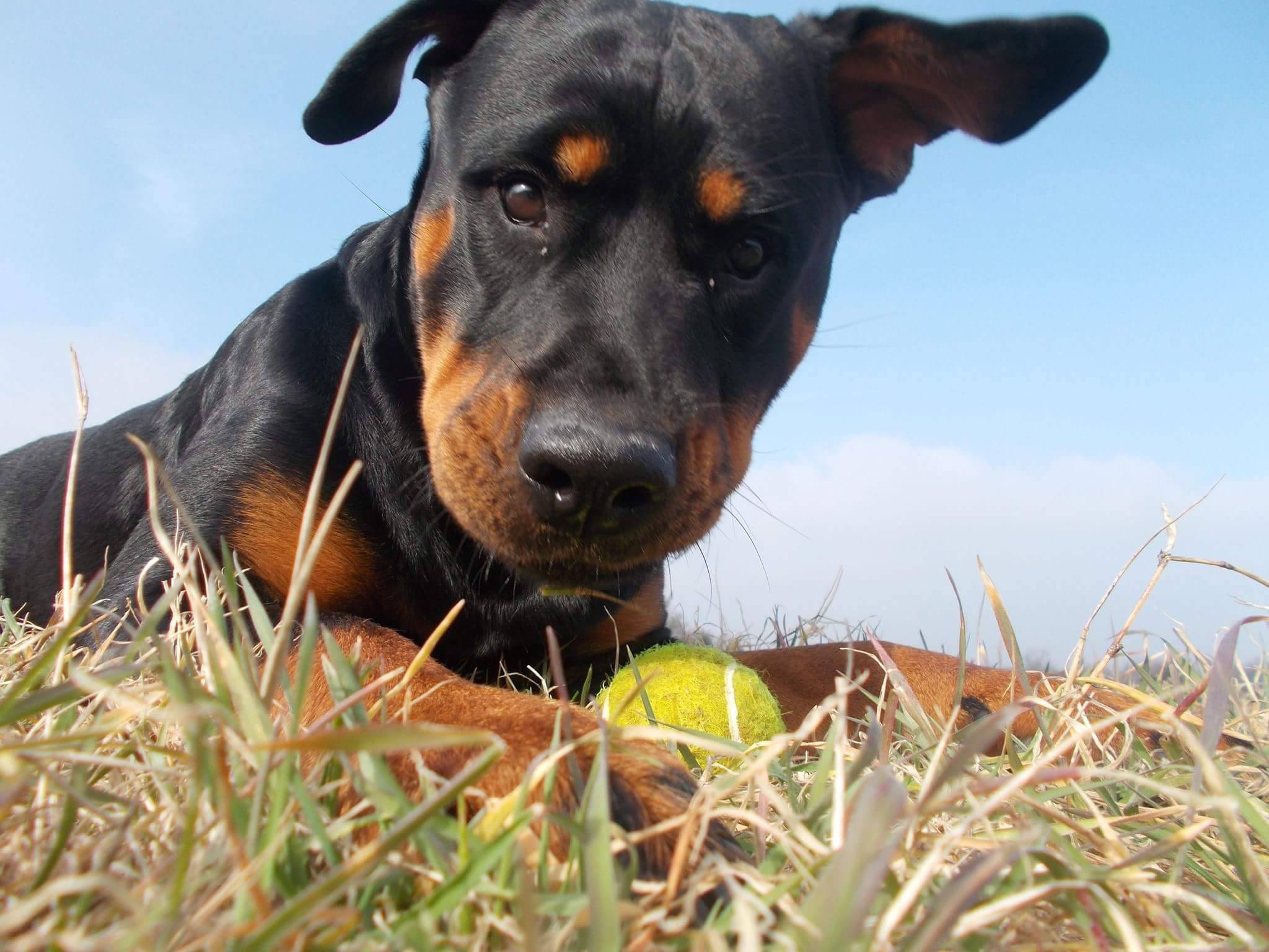 Rottweiler puppy lying on the grass with its tennis ball