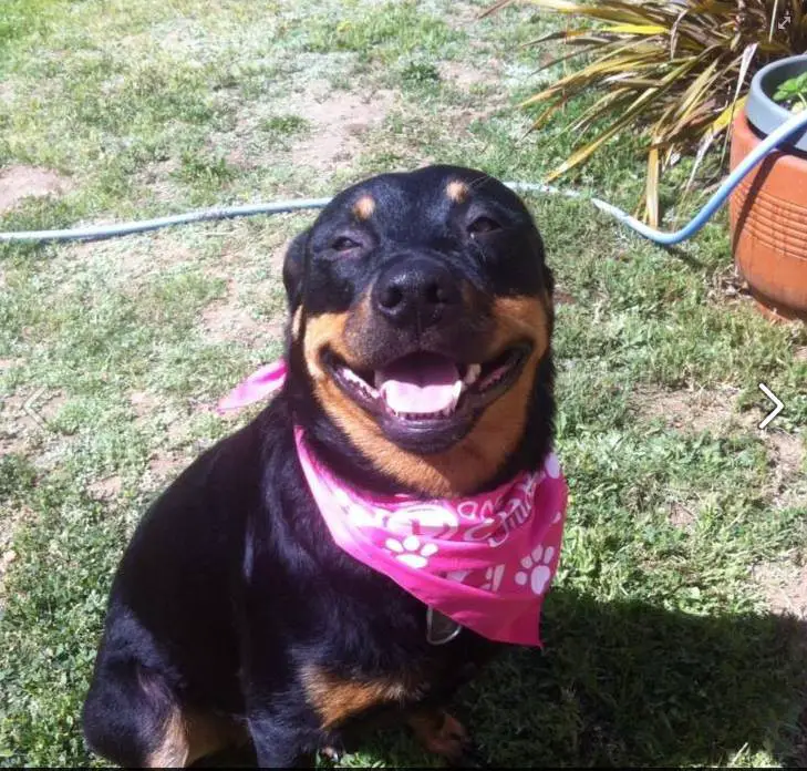 smiling Rottweiler wearing a pink scarf while sitting on the grass in the garden