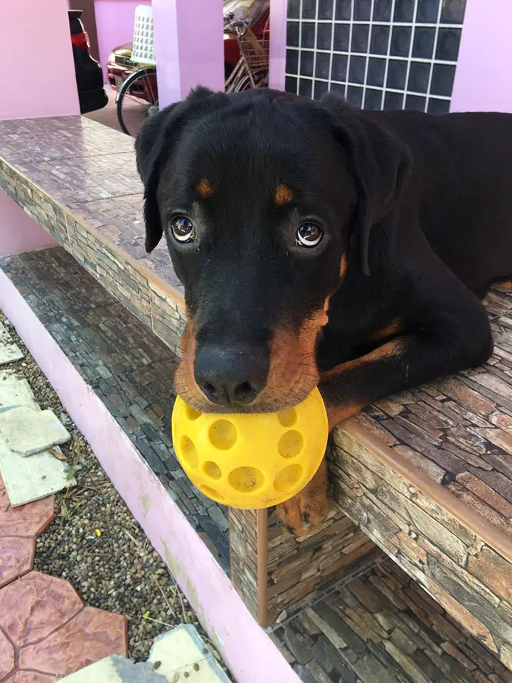Rottweiler lying on top of the railing in the balcony with a yellow ball in its mouth
