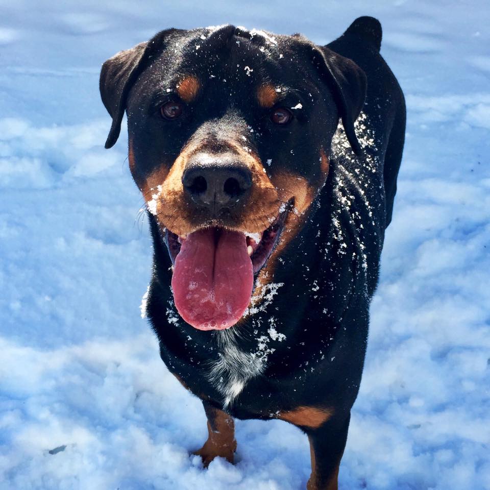 Rottweiler in winter