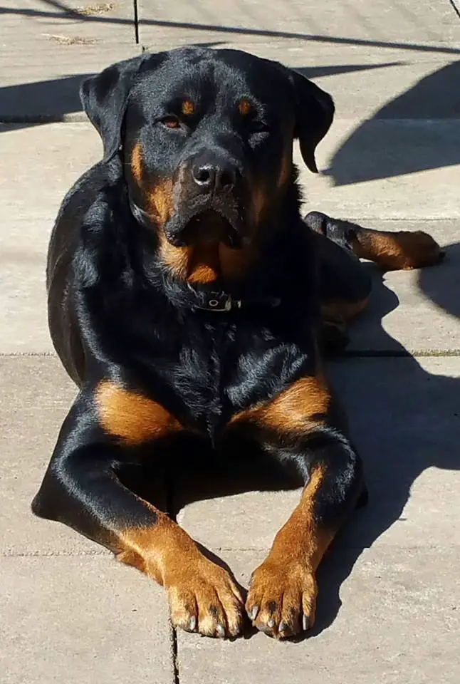 Rottweiler lying down on the pavement under the sun in its serious face