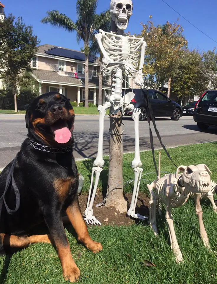 Rottweiler sitting on the grass beside a skeleton display
