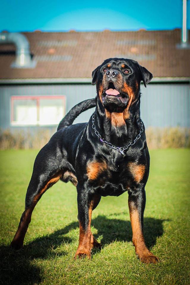 Rottweiler in the backyard