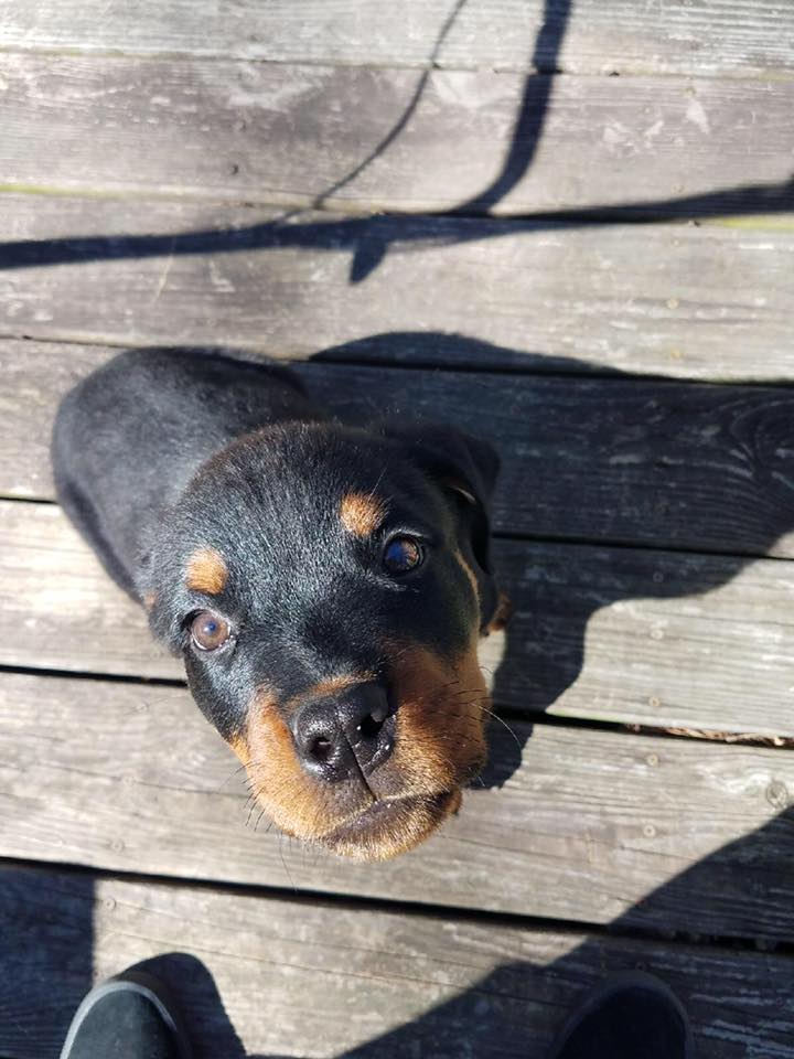 Rottweiler puppy sitting on the wooden floor while looking up with its curious face