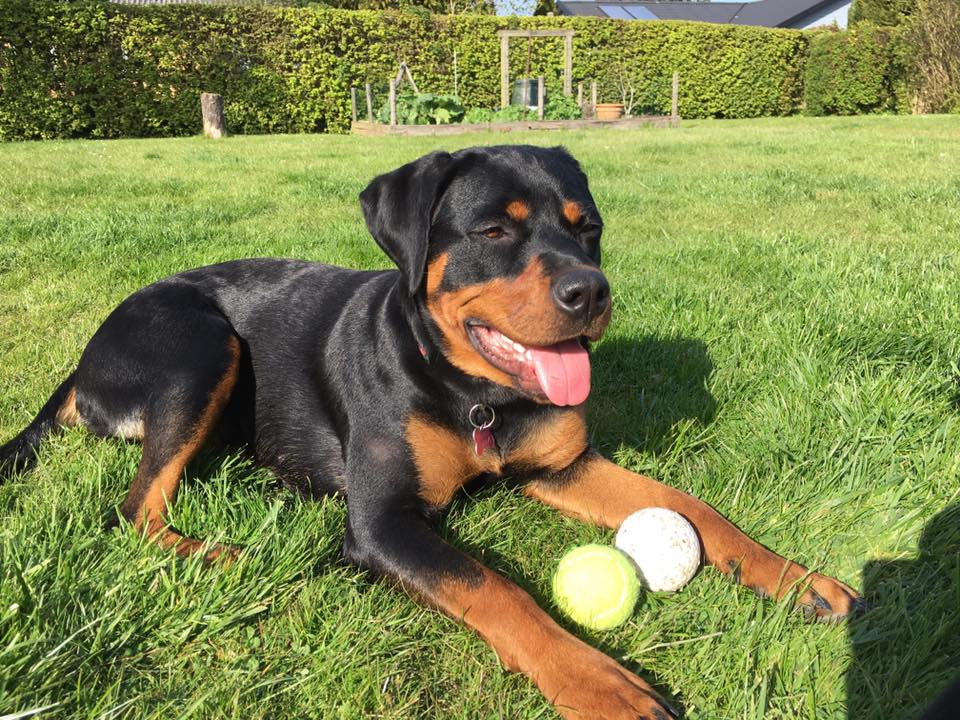 Rottweiler lying down on the green grass with his two tennis balls