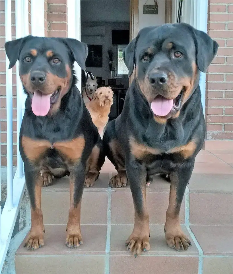 two Rottweilers sitting on the stairs in the front porch