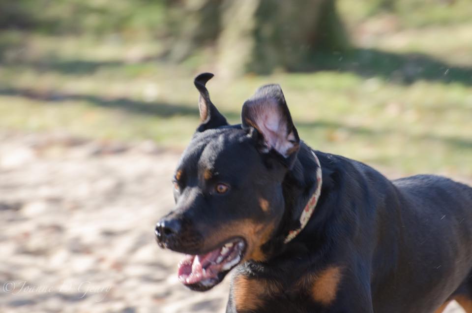 Rottweiler at the park with its shocked face