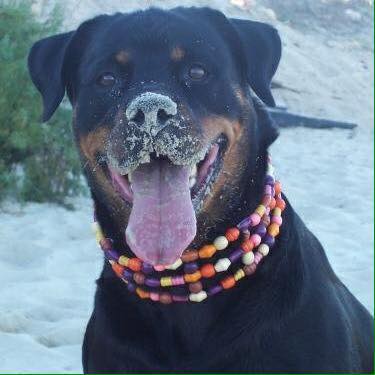 Rottweiler outdoors in winder with snow in its muzzle