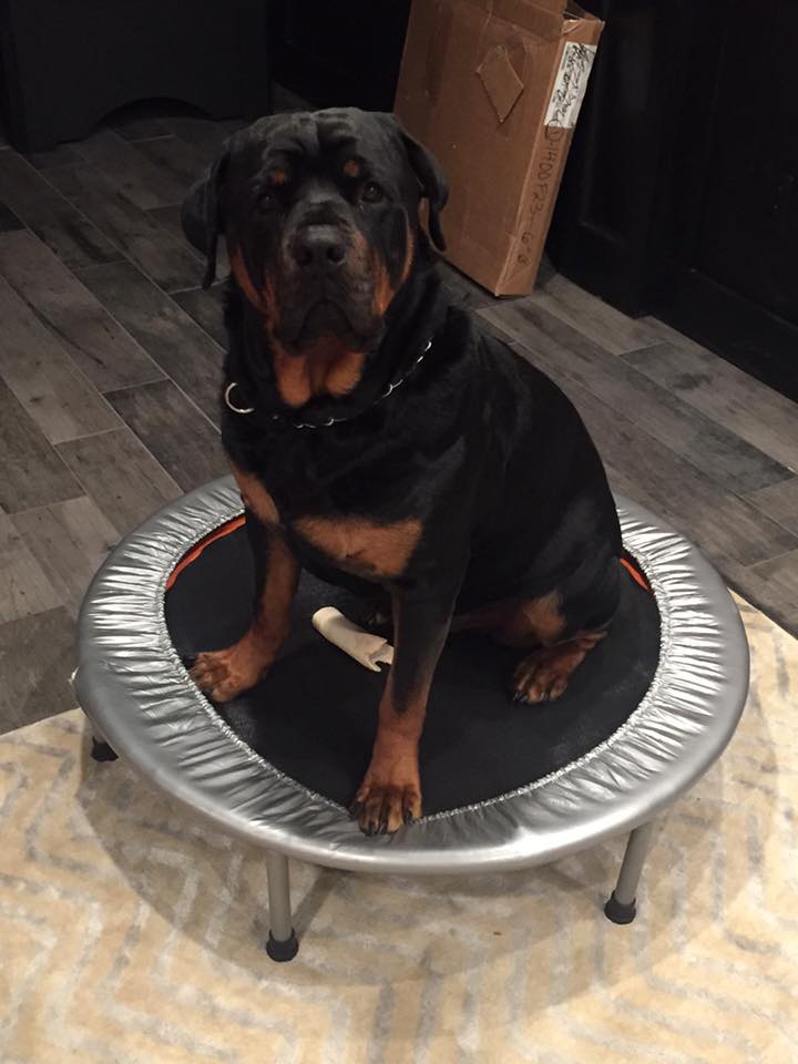 Rottweiler sitting on top of a small trampoline