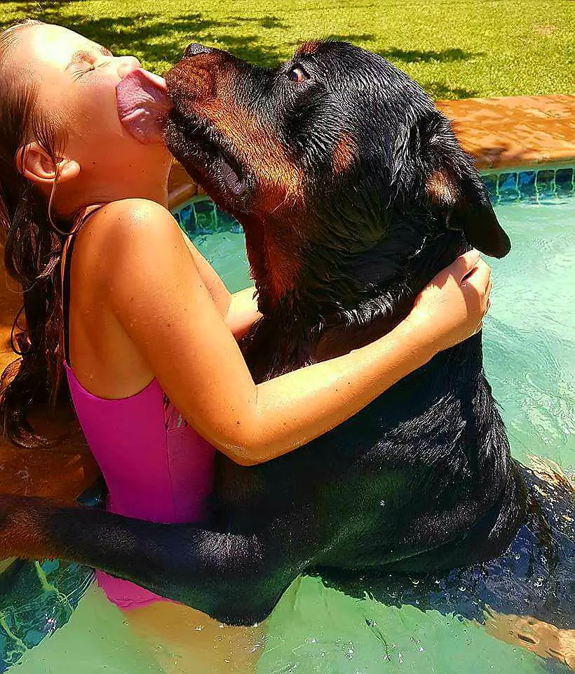 Rottweiler licking the cheeks of the child inside the edge of the pool