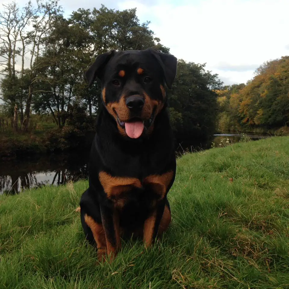 Rottweiler sitting on the green grass by the lake