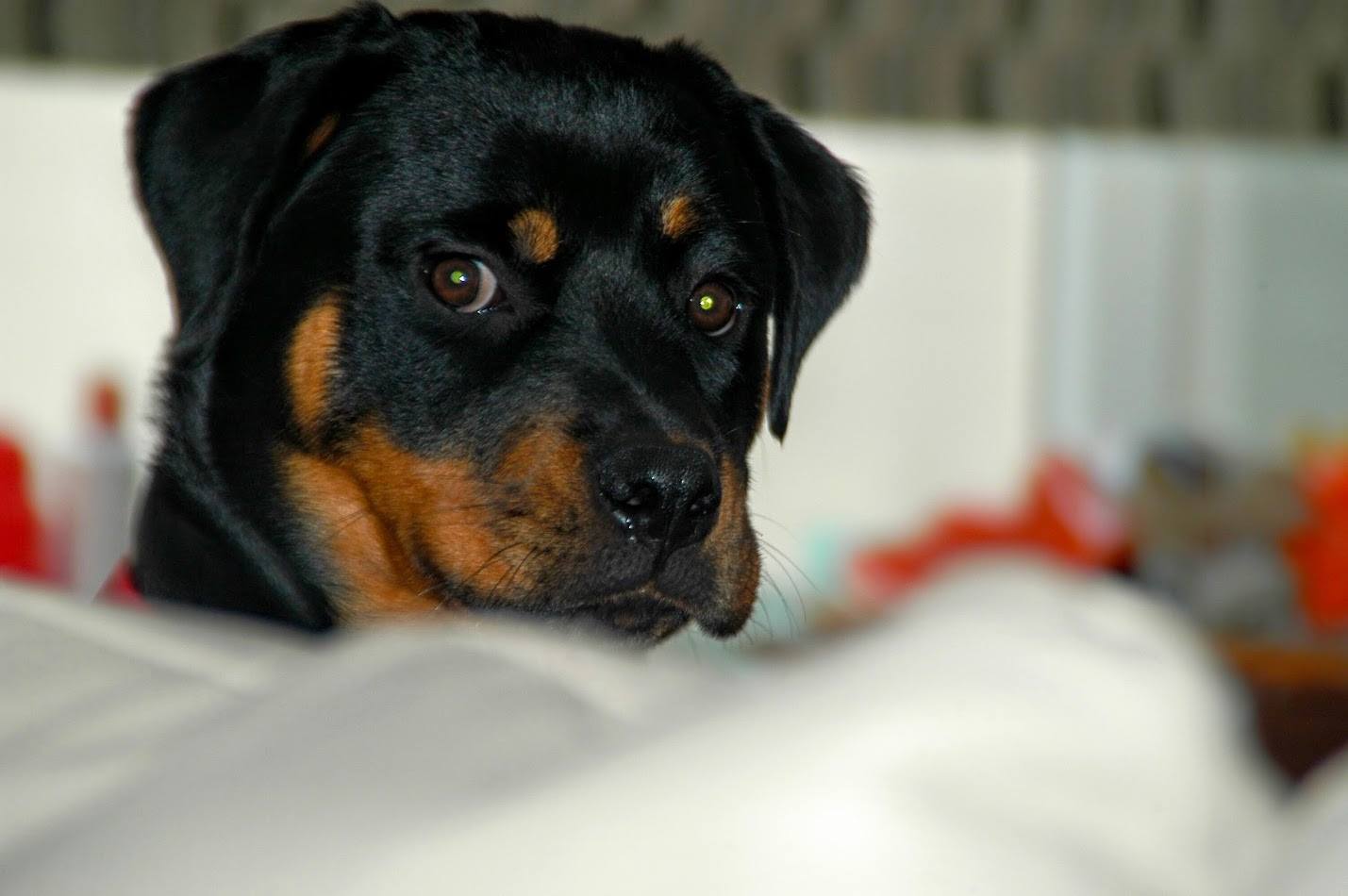 Rottweiler looking back from the foot of the bed