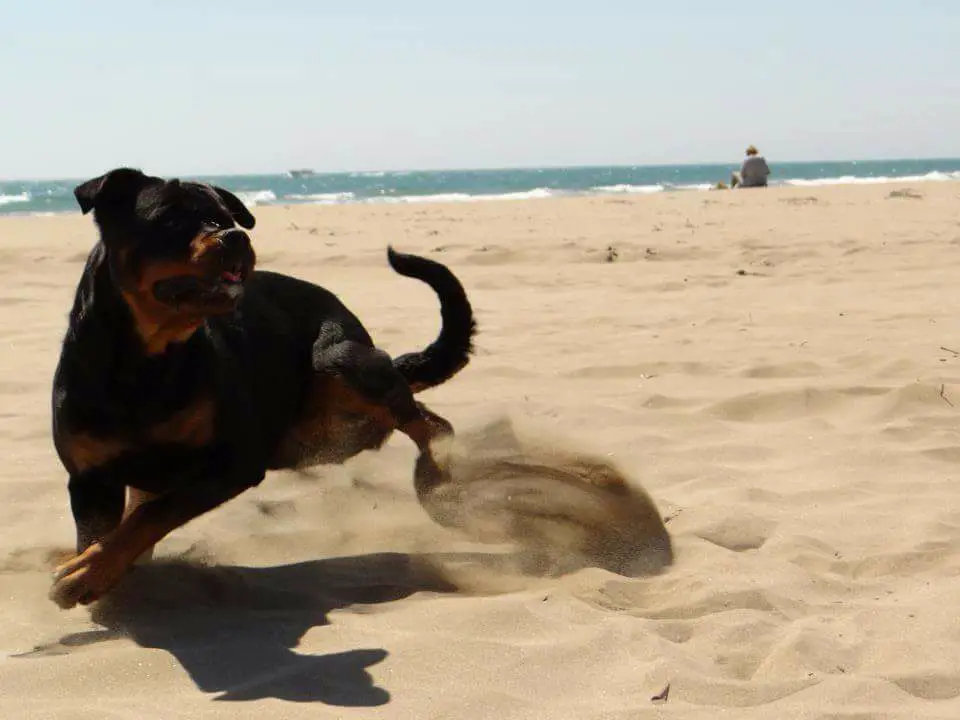 Rottweiler running in the sand