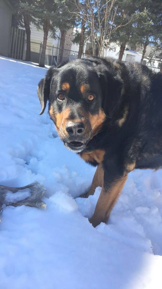 Rottweiler walking in snow