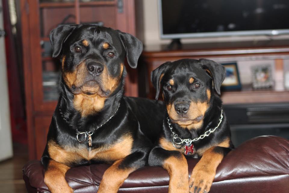 Rottweiler adult and puppy sitting on the couch