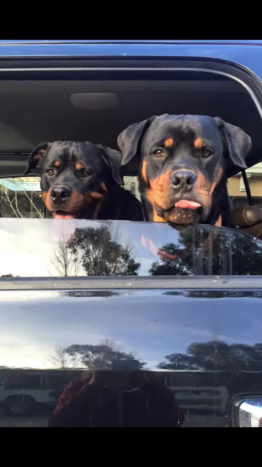 two Rottweilers sitting inside the car beside an open window