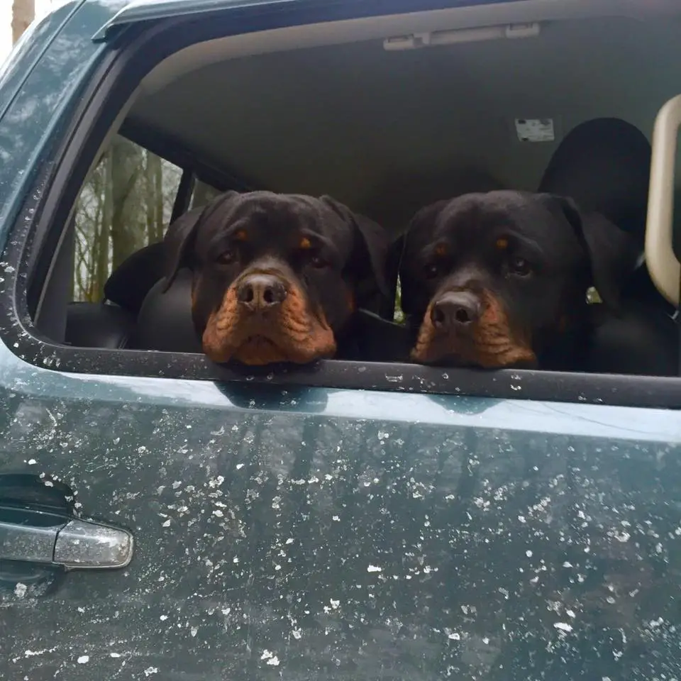 Rottweiler sitting at the car trunk behind an open window