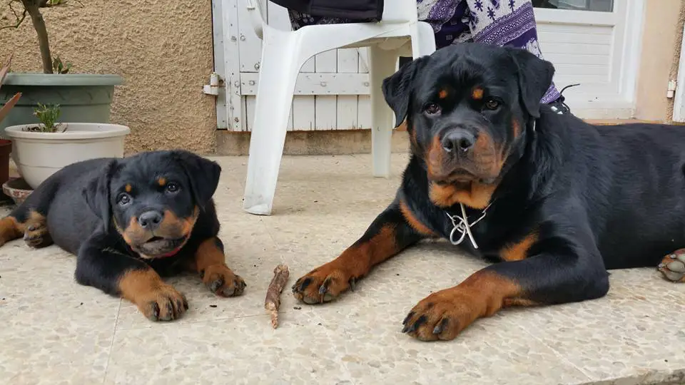adult and puppy Rottweiler lying down on the floor