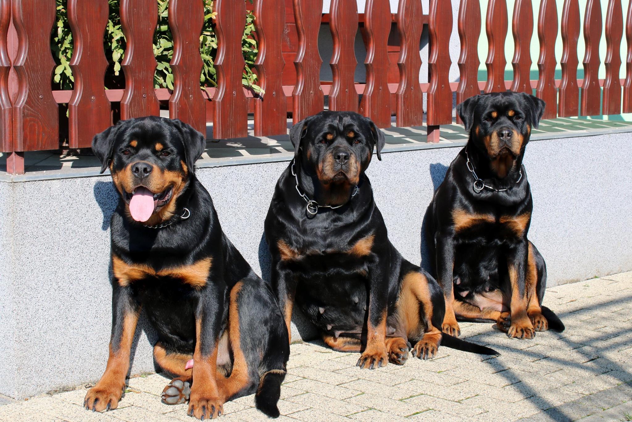 three Rottweilers sitting on the pavement beside the fence under the sun