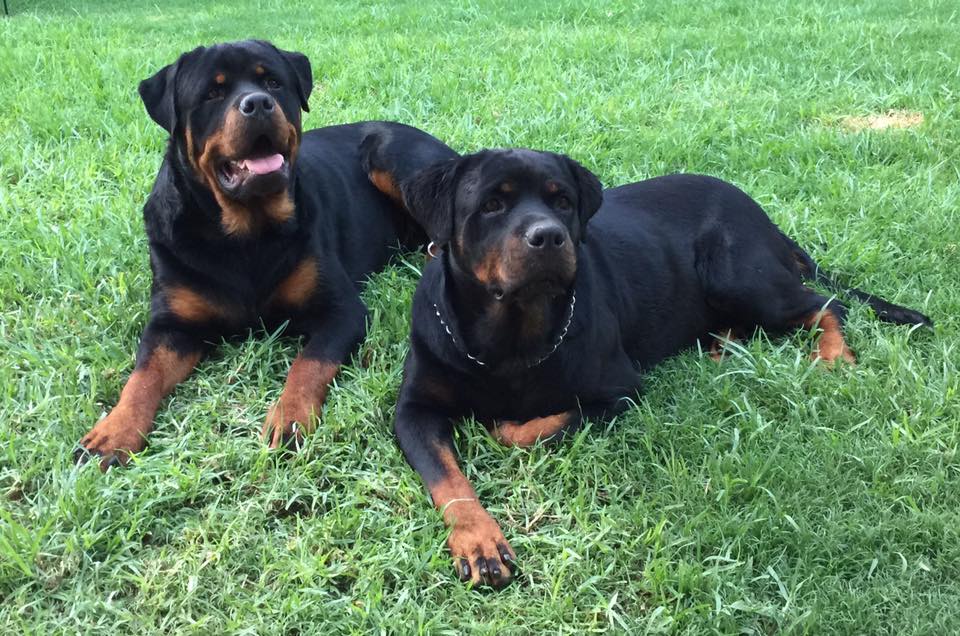 two Rottweilers lying down on the green grass