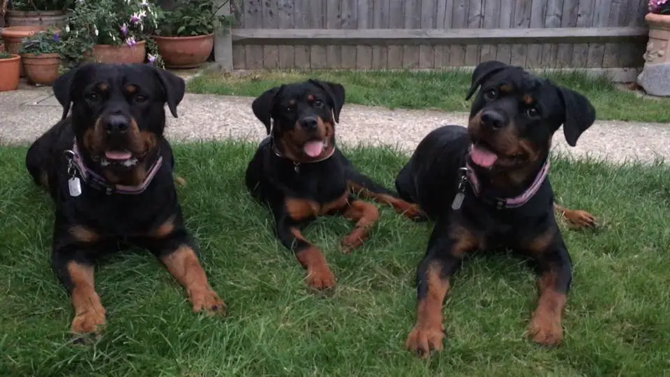 three Rottweilers lying down in the lawn