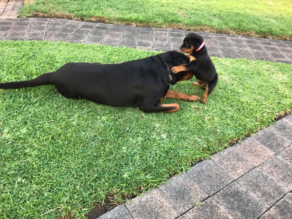 Rottweiler adult and puppy playing in the yard