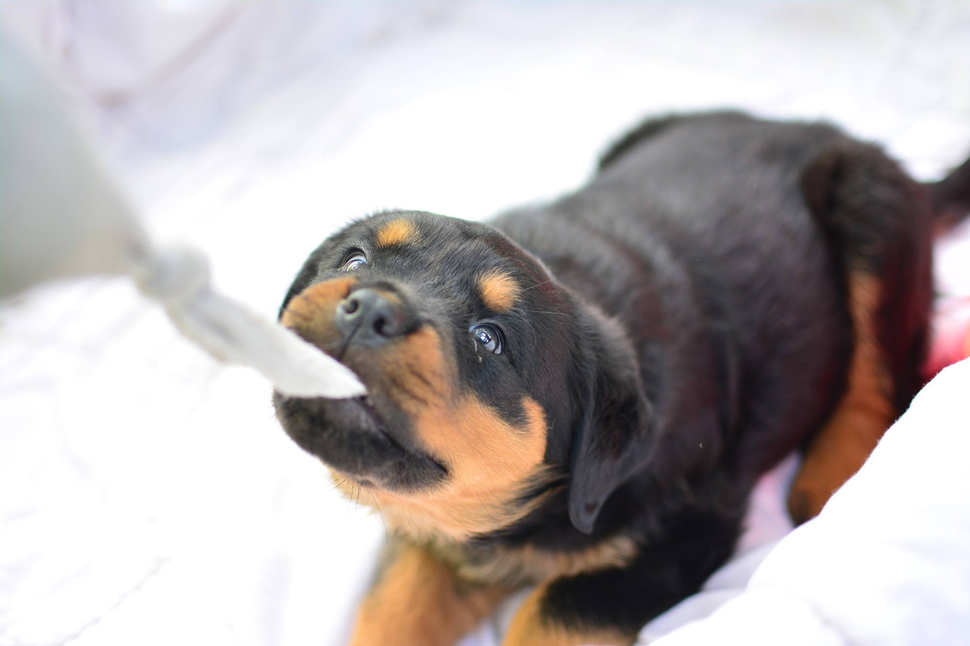 Rottweiler puppy pulling a tied fabric