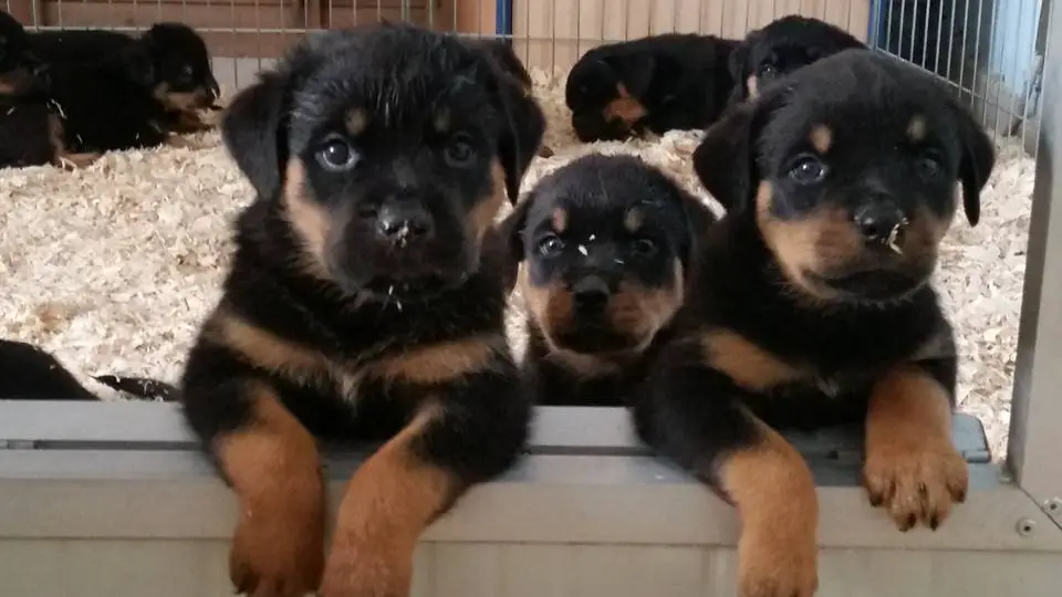 Rottweiler puppies standing up behind the fence inside their crate