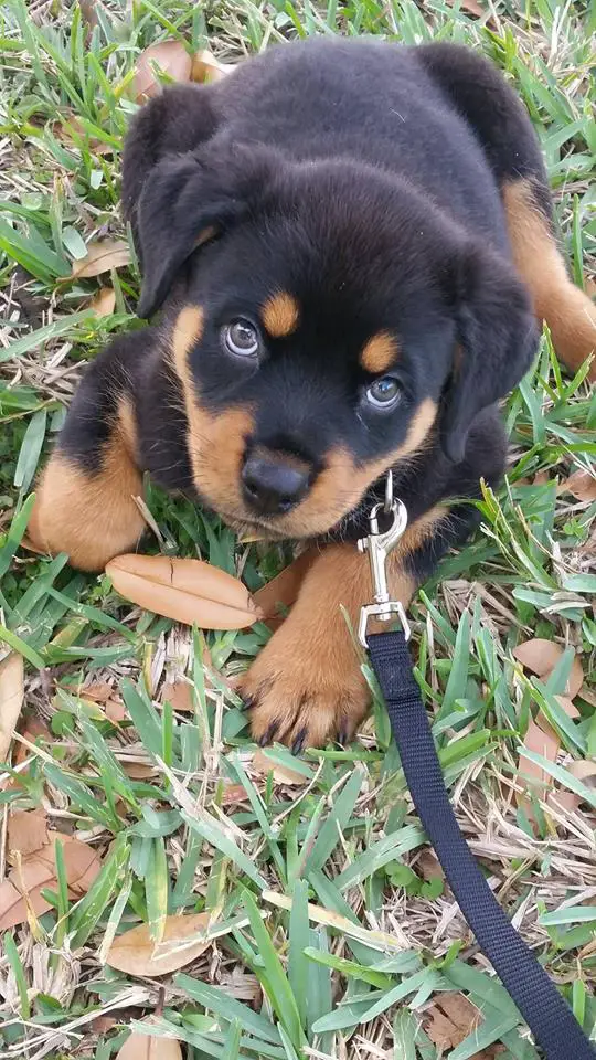 Rottweiler puppy lying on the grass while looking up with its adorable face
