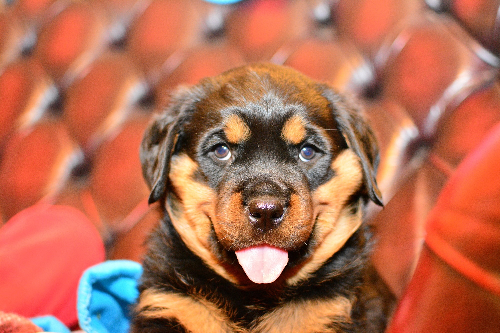 Rottweiler in his couch while staring with his tongue put