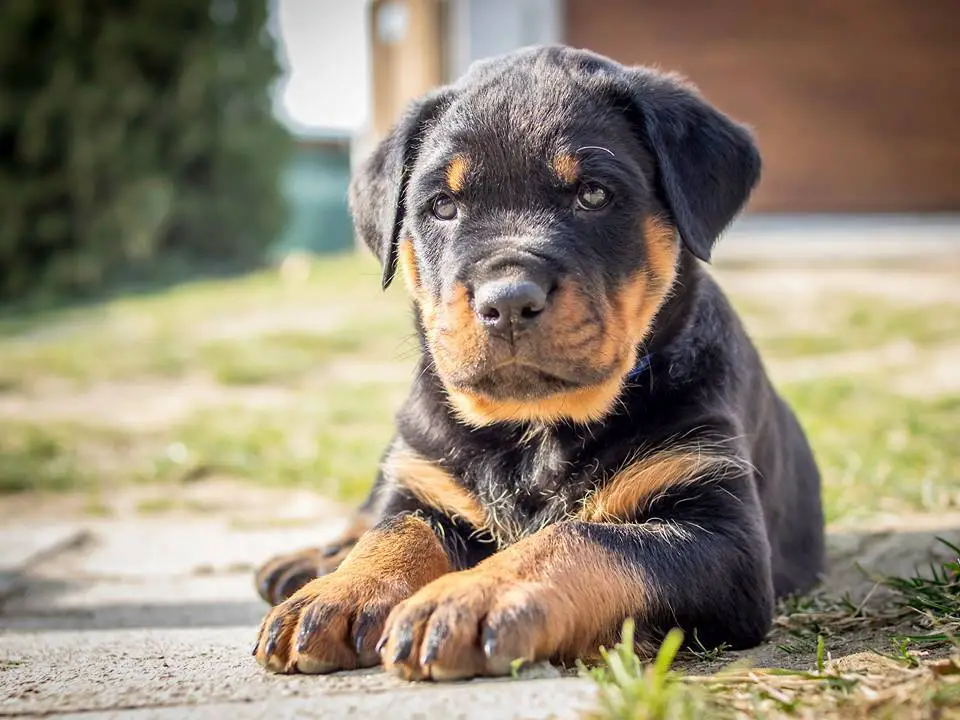 Rottweiler puppy lying down on the ground in the yard