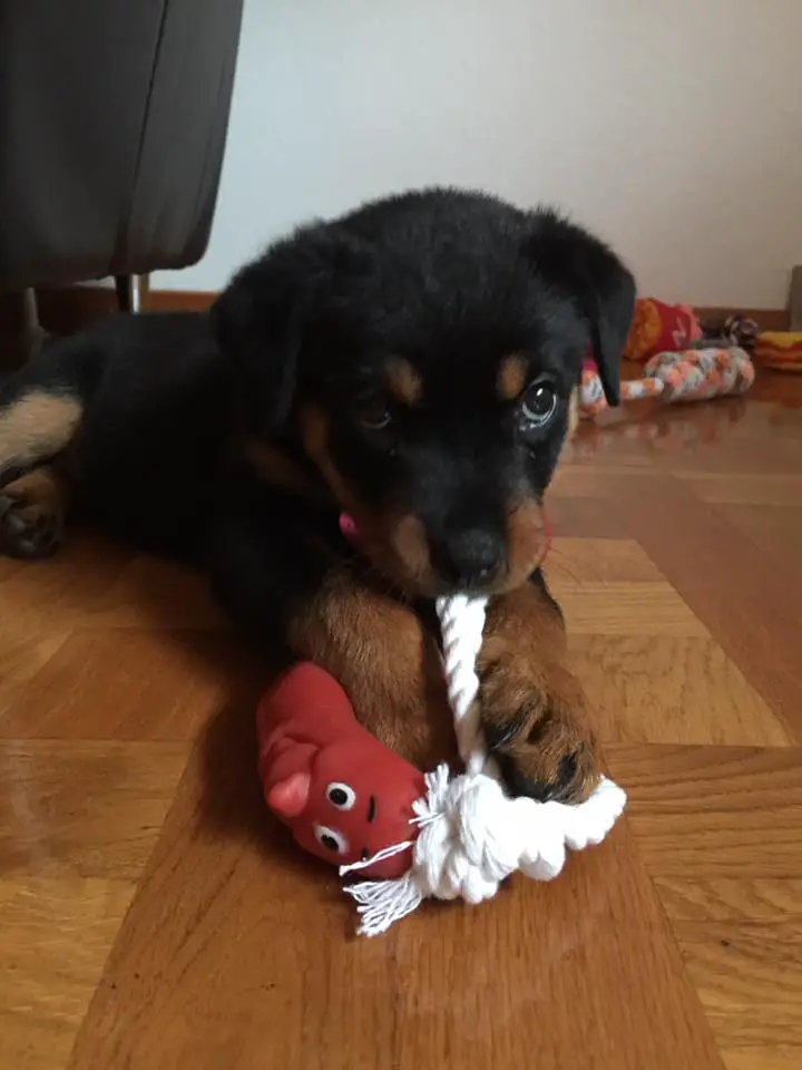 Rottweiler lying down on the floor while pulling its rope toy