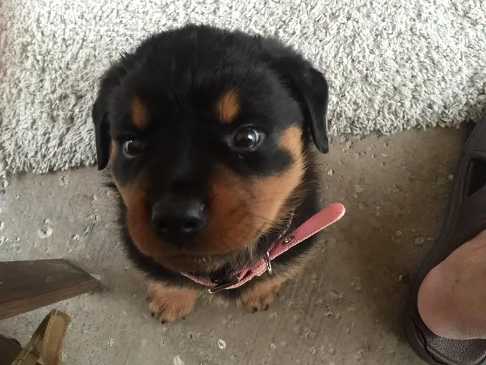 Rottweiler puppy sitting on the ground while looking up with its begging face
