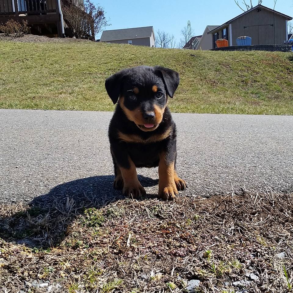 Rottweiler puppy walking outdoors under the sun