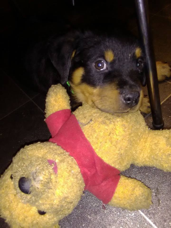 Rottweiler puppy lying on the floor with its winnie the pooh stuffed toy