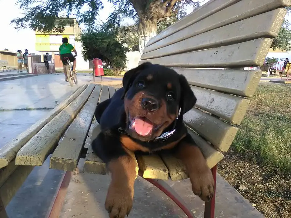 Rottweiler puppy lying on top of the bench at the park