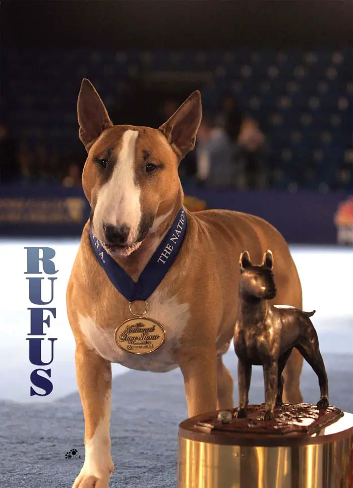 A Bull Terrier wearing a gold medal while standing behind his gold trophy