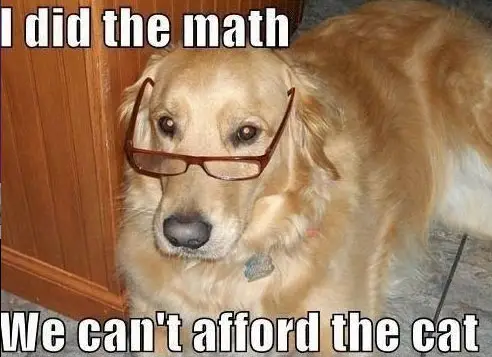 A golden retriever wearing glasses while lying on the floor photo with caption - I did the math, we can't afford the cat