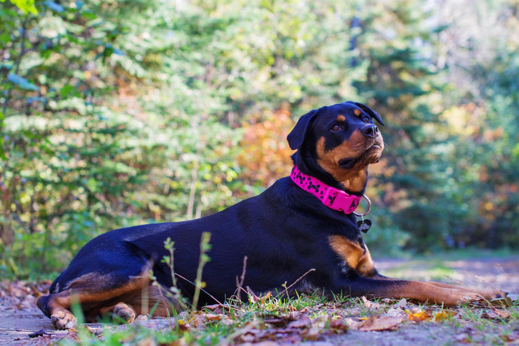 Rottweiler lying on the ground in the forest