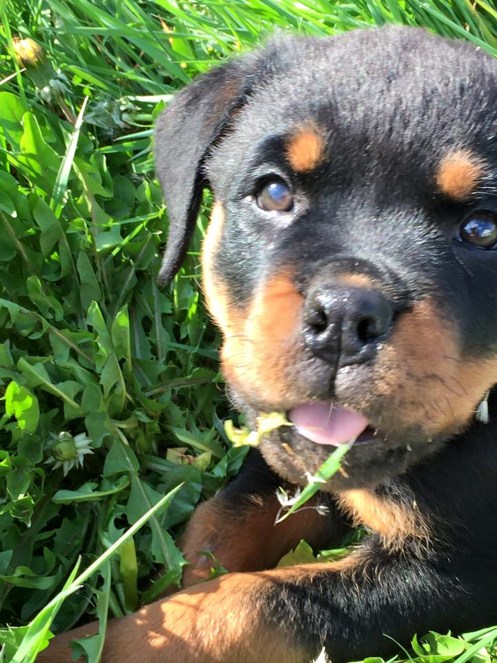 Rottweiler puppy lying on the green grass