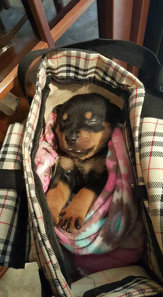 Rottweiler sleepig inside a bag while wrapped in a blanket