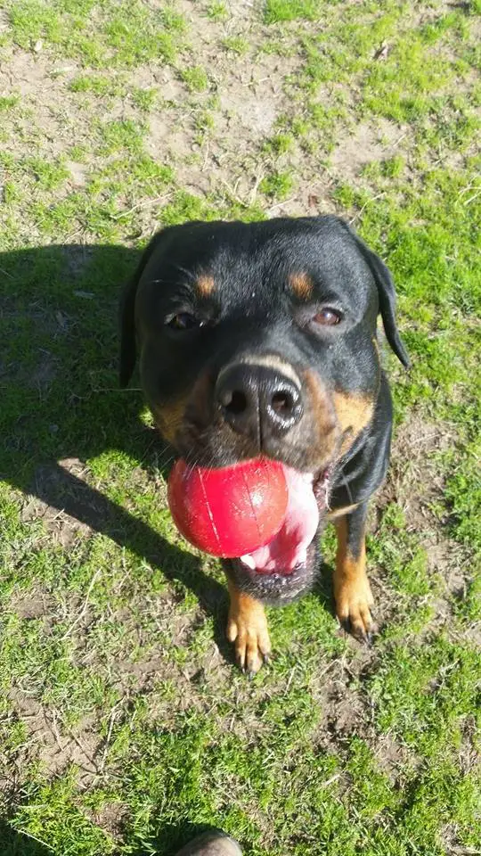 Rottweiler sitting on the grass with a ball in its mouth