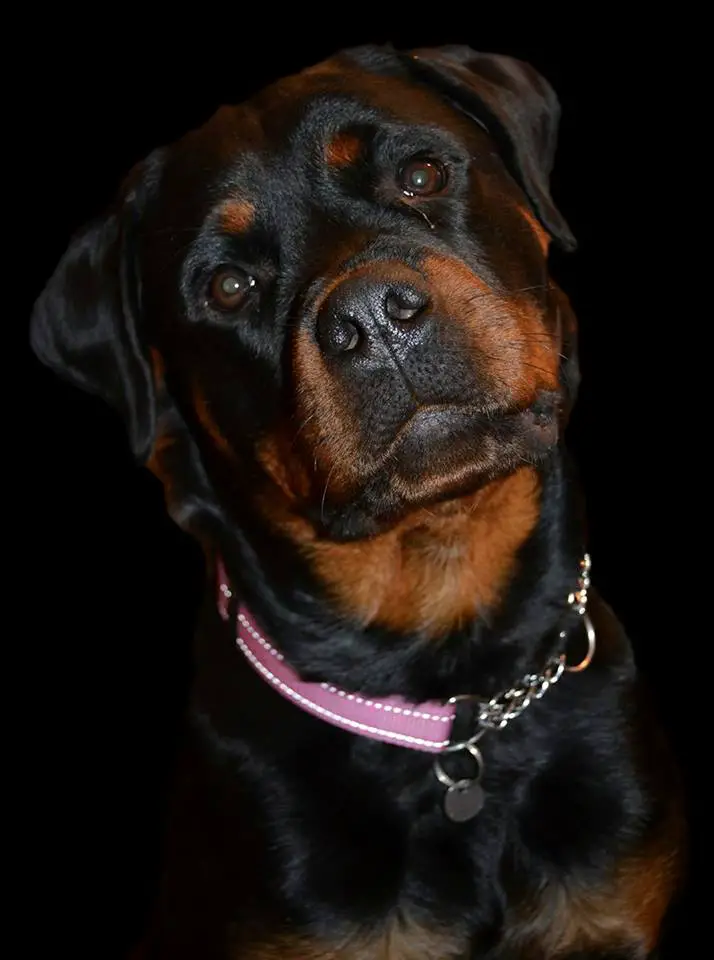 Rottweiler tilting its head in a black isolated background