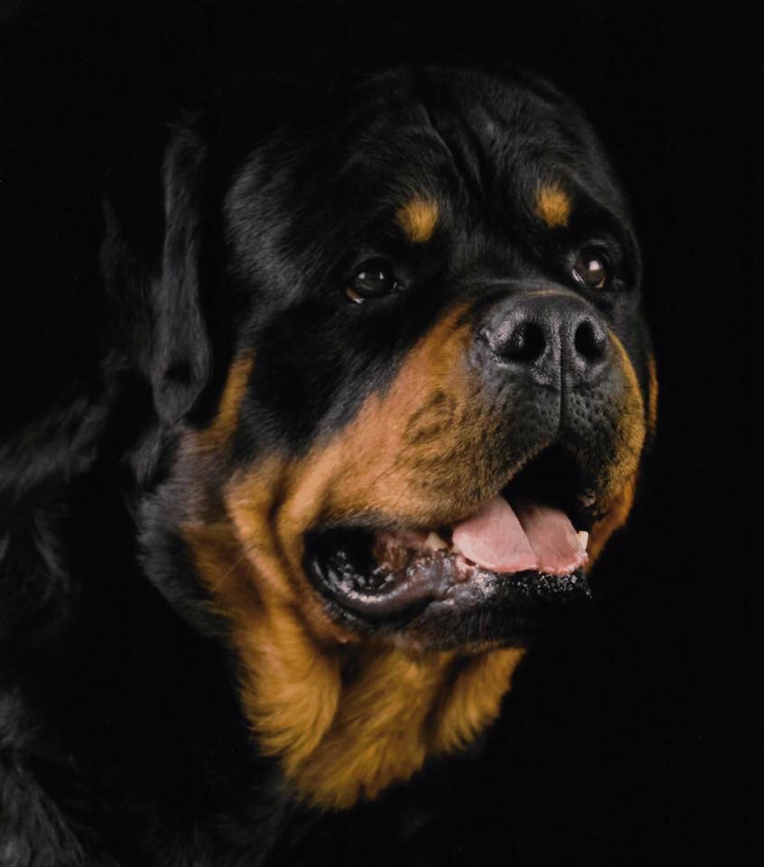 begging face of a Rottweiler in an isolated black background
