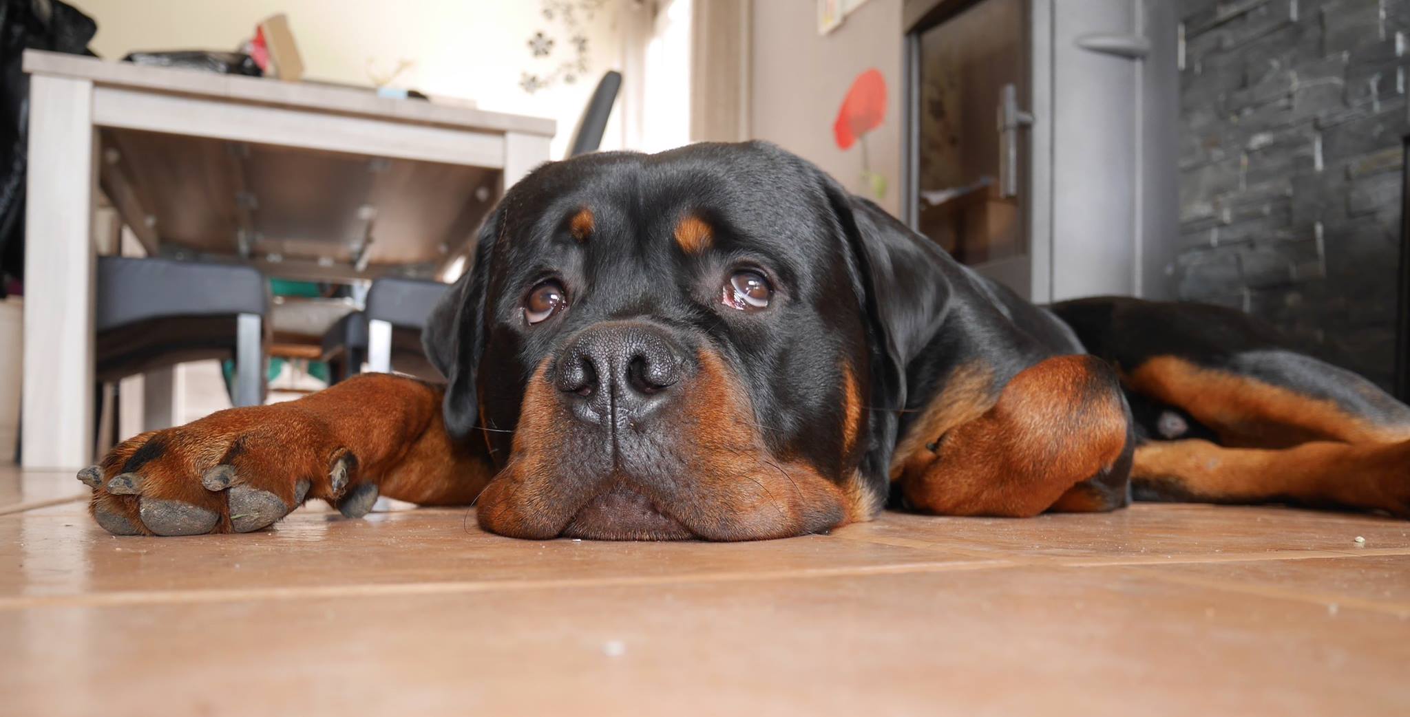 Rottweiler lying down on the floor while looking up with its adorable eyes
