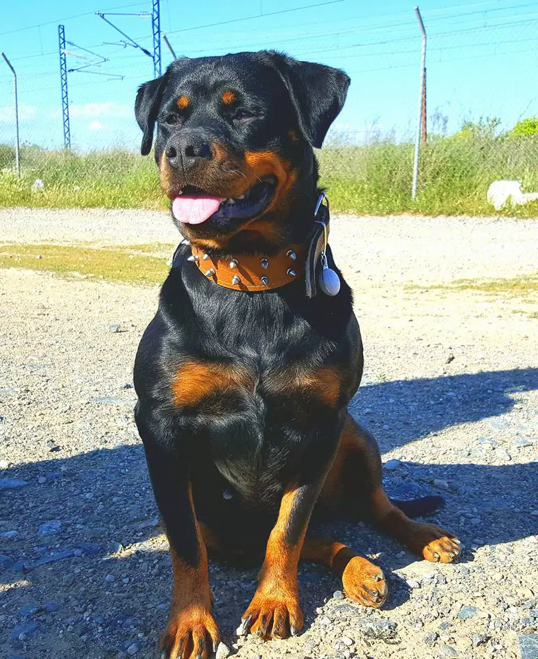 Rottweiler sitting on the road