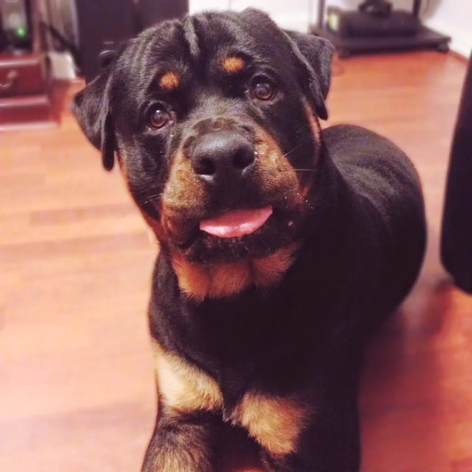 Rottweiler puppy lying down on the floor with its tongue out